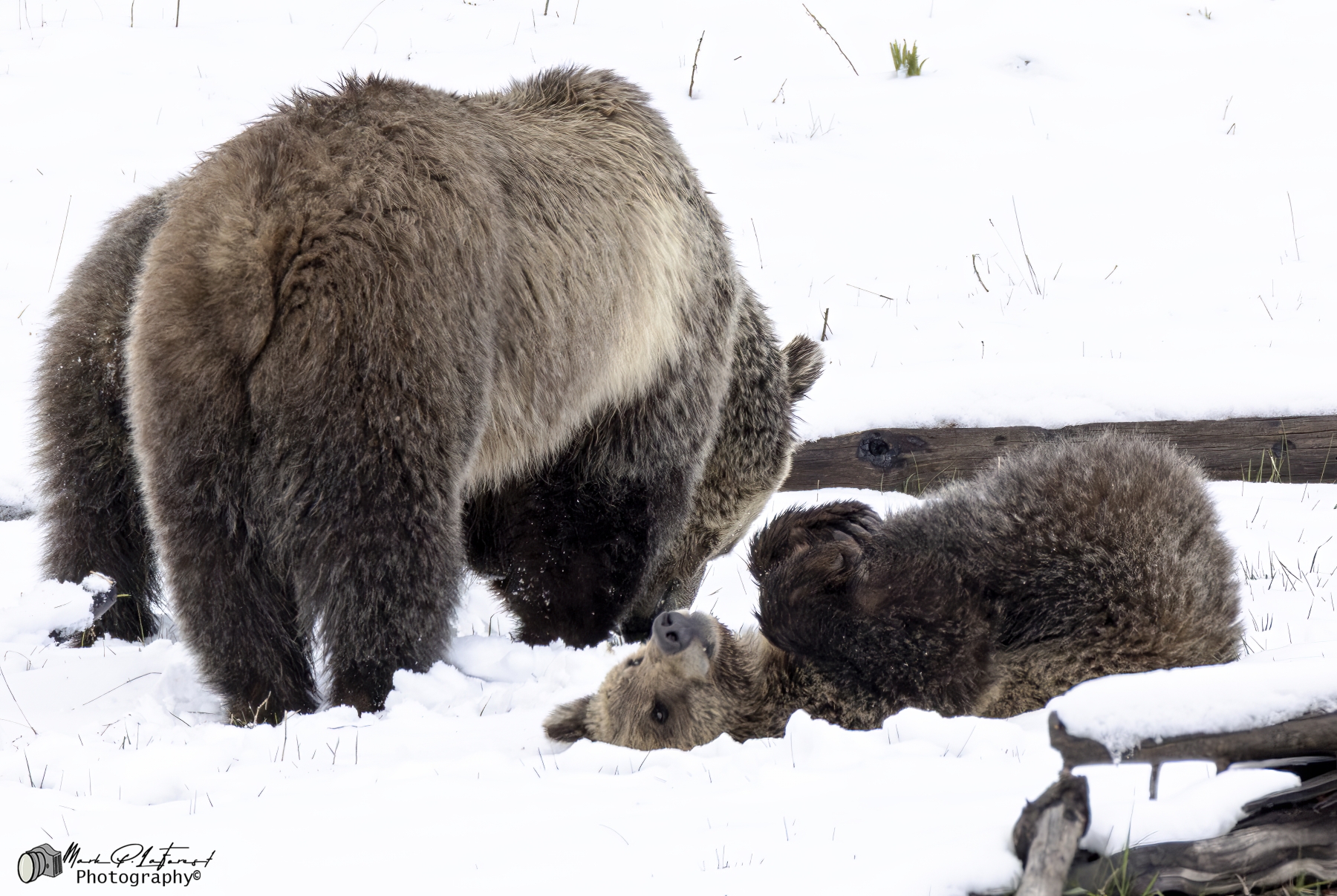 /gallery/north_america/USA/Wyoming/yellowstone/Snow and Cubs YNP May 2025-023_med.jpg